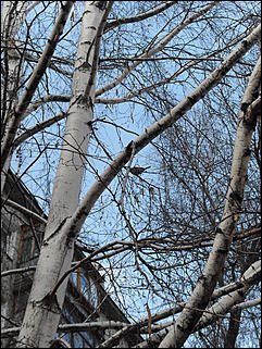 18 апрель 2012 г., Барнаул   Барнаул меняет «гардероб» 