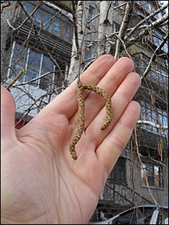 18 апрель 2012 г., Барнаул   Барнаул меняет «гардероб» 