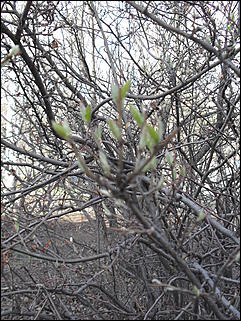 18 апрель 2012 г., Барнаул   Барнаул меняет «гардероб» 