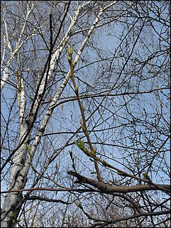 18 апрель 2012 г., Барнаул   Барнаул меняет «гардероб» 