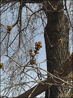 18 апрель 2012 г., Барнаул   Барнаул меняет «гардероб» 