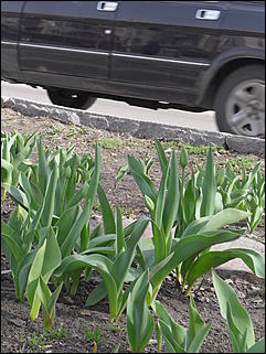 18 апрель 2012 г., Барнаул   Барнаул меняет «гардероб» 