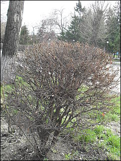 18 апрель 2012 г., Барнаул   Барнаул меняет «гардероб» 