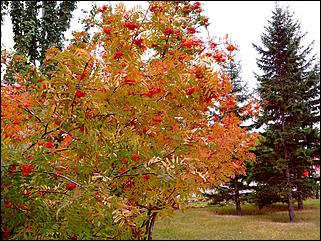 1 октябрь 2015 г., Барнаул   Осенний Барнаул