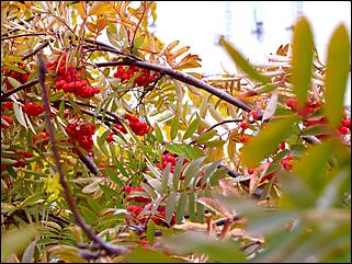 1 октябрь 2015 г., Барнаул   Осенний Барнаул