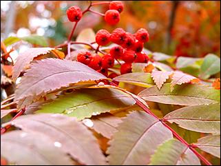 1 октябрь 2015 г., Барнаул   Осенний Барнаул