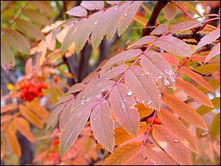 1 октябрь 2015 г., Барнаул   Осенний Барнаул