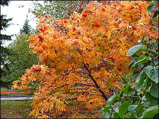 1 октябрь 2015 г., Барнаул   Осенний Барнаул