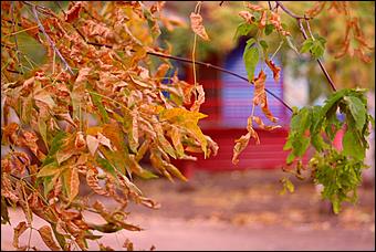 1 октябрь 2015 г., Барнаул   Осенний Барнаул