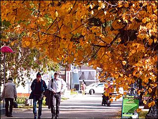 1 октябрь 2015 г., Барнаул   Осенний Барнаул