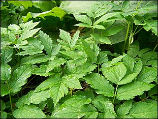 3-4 сентября 2011., окрестности Аи   Золотой гид Алтая