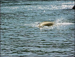 3-4 сентября 2011., окрестности Аи   Золотой гид Алтая