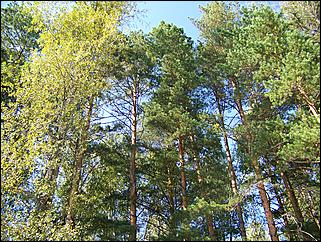 3-4 сентября 2011., окрестности Аи   Золотой гид Алтая