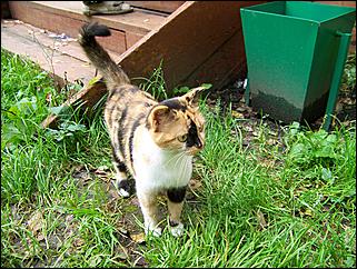 3-4 сентября 2011., окрестности Аи   Золотой гид Алтая