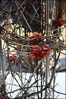 3 января 2009г., Киев, Украина   Мемориальный комплекс памяти жертв Голодомора в Киеве 