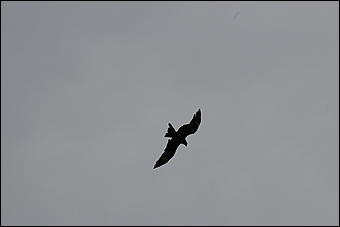 12-14 июня, Горный Алтай   День России в Горном Алтае