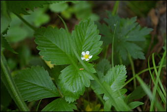 12-14 июня, Горный Алтай   День России в Горном Алтае