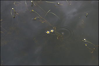 12-14 июня, Горный Алтай   День России в Горном Алтае