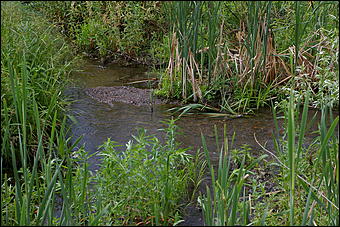 12-14 июня, Горный Алтай   День России в Горном Алтае