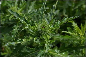 12-14 июня, Горный Алтай   День России в Горном Алтае