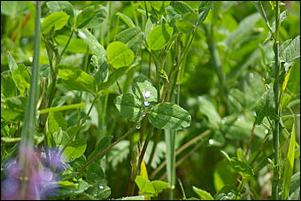 12-14 июня, Горный Алтай   День России в Горном Алтае