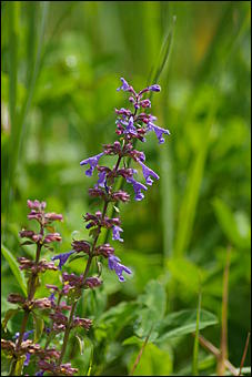 12-14 июня, Горный Алтай   День России в Горном Алтае