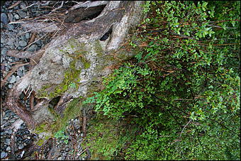 12-14 июня, Горный Алтай   День России в Горном Алтае