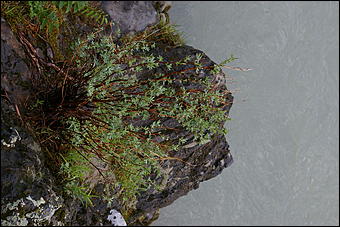 12-14 июня, Горный Алтай   День России в Горном Алтае