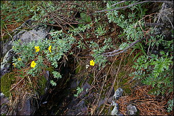 12-14 июня, Горный Алтай   День России в Горном Алтае