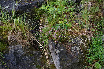12-14 июня, Горный Алтай   День России в Горном Алтае