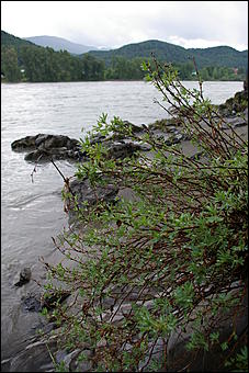 12-14 июня, Горный Алтай   День России в Горном Алтае