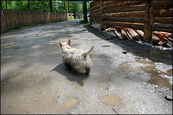 12-14 июня, Горный Алтай   День России в Горном Алтае