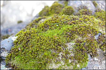 12-14 июня, Горный Алтай   День России в Горном Алтае
