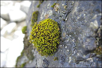 12-14 июня, Горный Алтай   День России в Горном Алтае