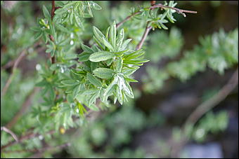 12-14 июня, Горный Алтай   День России в Горном Алтае