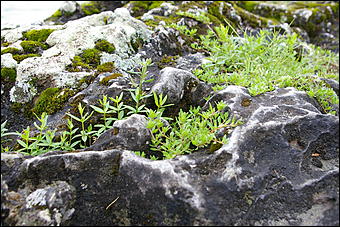 12-14 июня, Горный Алтай   День России в Горном Алтае