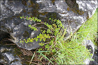 12-14 июня, Горный Алтай   День России в Горном Алтае