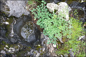 12-14 июня, Горный Алтай   День России в Горном Алтае