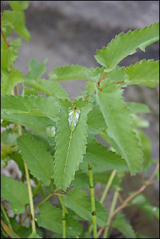 12-14 июня, Горный Алтай   День России в Горном Алтае