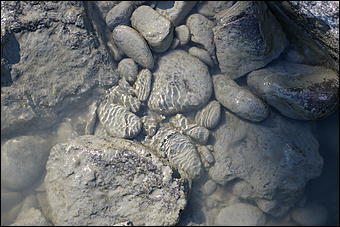 12-14 июня, Горный Алтай   День России в Горном Алтае