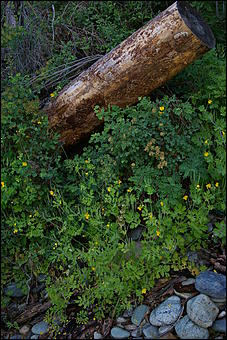 12-14 июня, Горный Алтай   День России в Горном Алтае