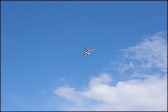 12-14 июня, Горный Алтай   День России в Горном Алтае