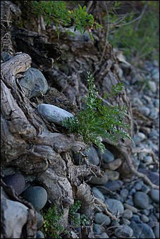 12-14 июня, Горный Алтай   День России в Горном Алтае