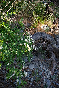 12-14 июня, Горный Алтай   День России в Горном Алтае