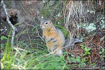 12-14 июня, Горный Алтай   День России в Горном Алтае