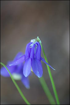 12-14 июня, Горный Алтай   День России в Горном Алтае