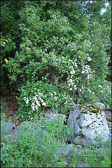 12-14 июня, Горный Алтай   День России в Горном Алтае