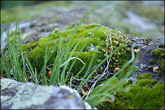 12-14 июня, Горный Алтай   День России в Горном Алтае