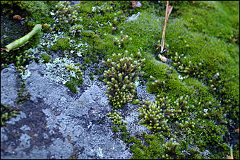 12-14 июня, Горный Алтай   День России в Горном Алтае