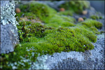 12-14 июня, Горный Алтай   День России в Горном Алтае